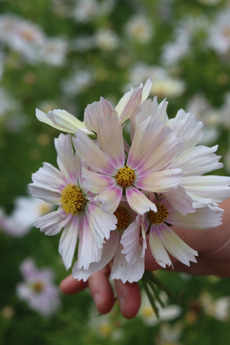 Apricot Lemonade Cosmos