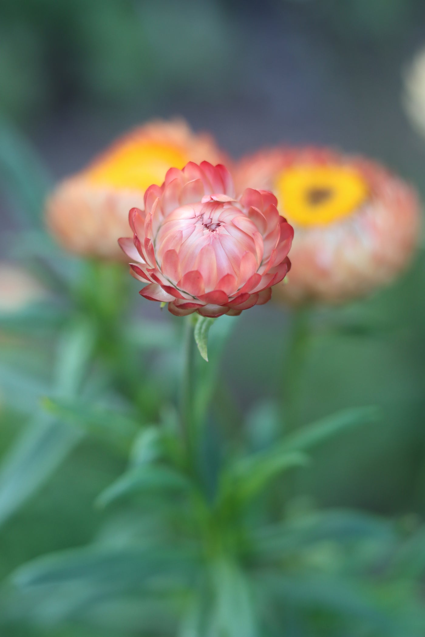 Apricot Mix Strawflower Seeds — Annapolis Seeds