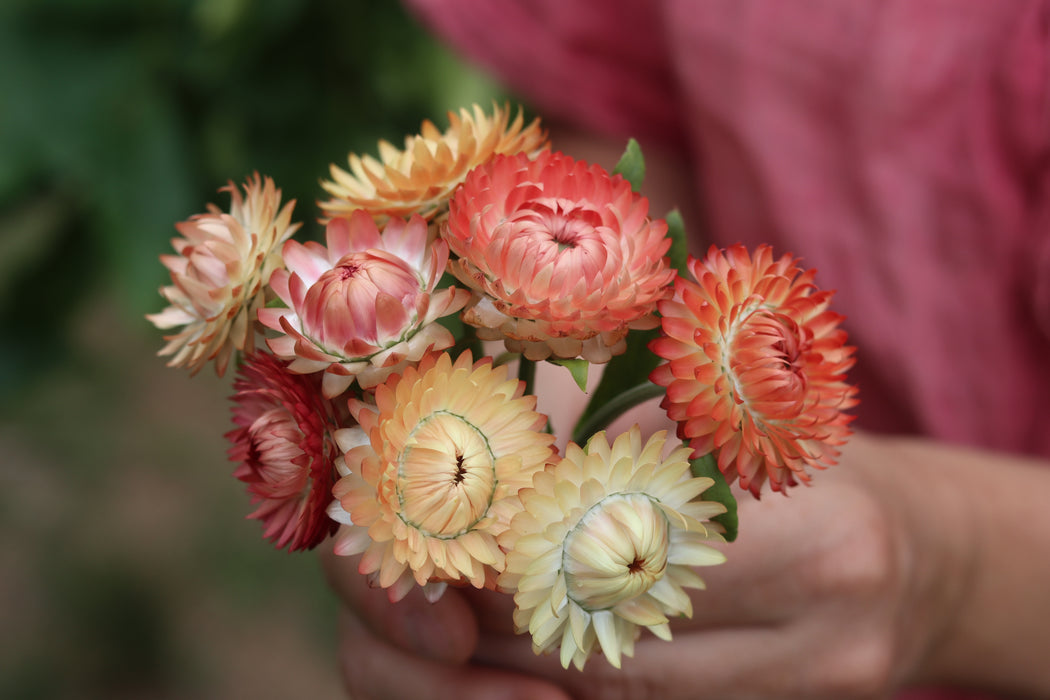 Apricot Mix Strawflower