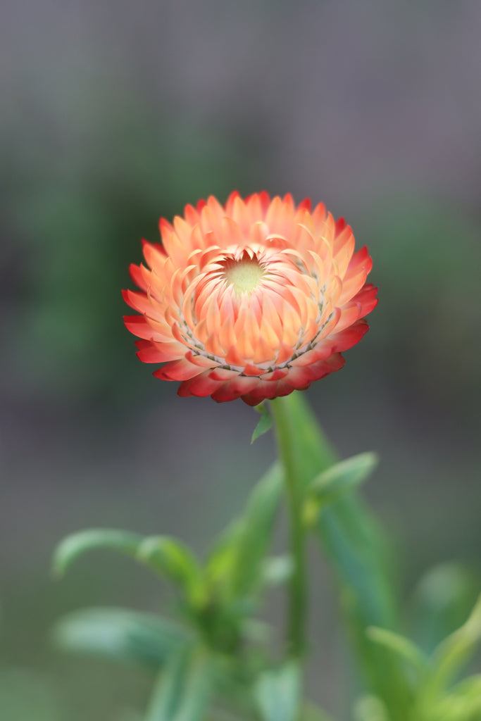 100+ Strawflower Apricot/peach Mix Seeds - Canada 100+ Strawflower Apricot/peach Mix Seeds - Canada
