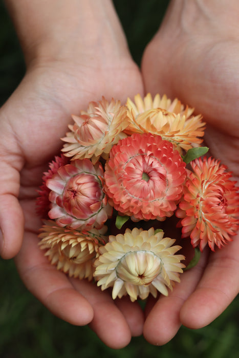 Apricot Mix Strawflower
