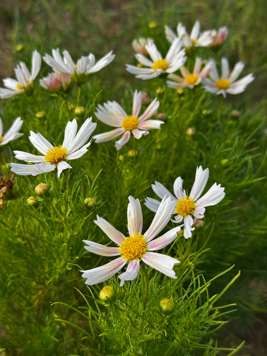 Apricot Lemonade Cosmos