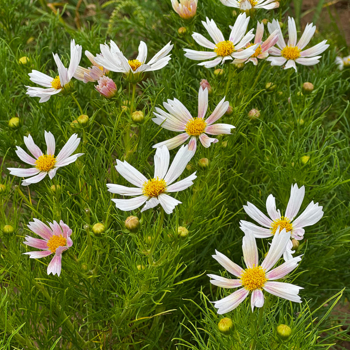 Apricot Lemonade Cosmos