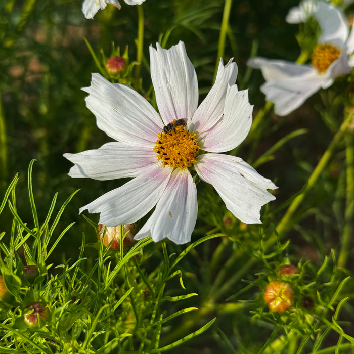 Apricot Lemonade Cosmos
