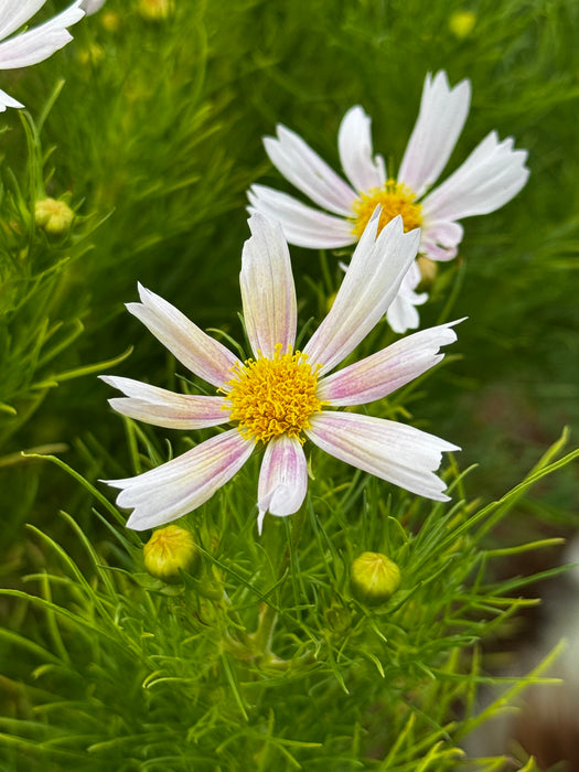 Apricot Lemonade Cosmos