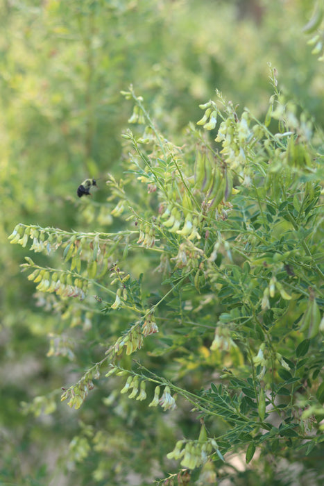 Astragalus (Chinese Milk Vetch) -