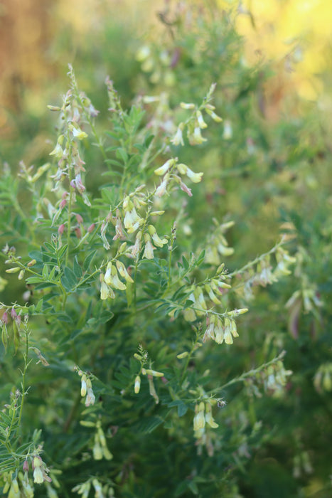 Astragalus (Chinese Milk Vetch) -
