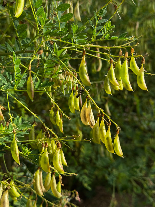 Astragalus (Chinese Milk Vetch) -