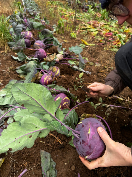 Azur Star Kohlrabi