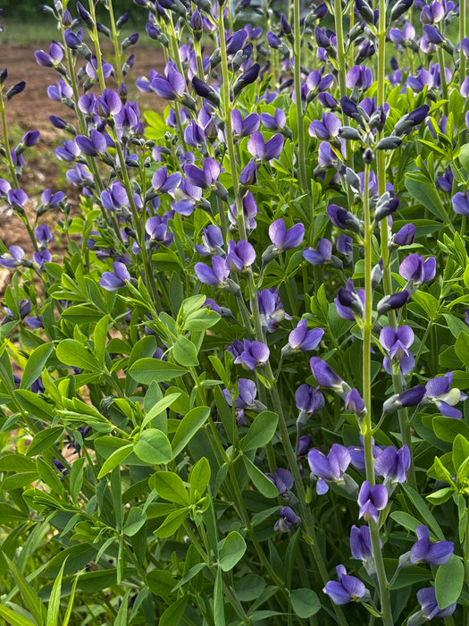 Blue Wild Indigo