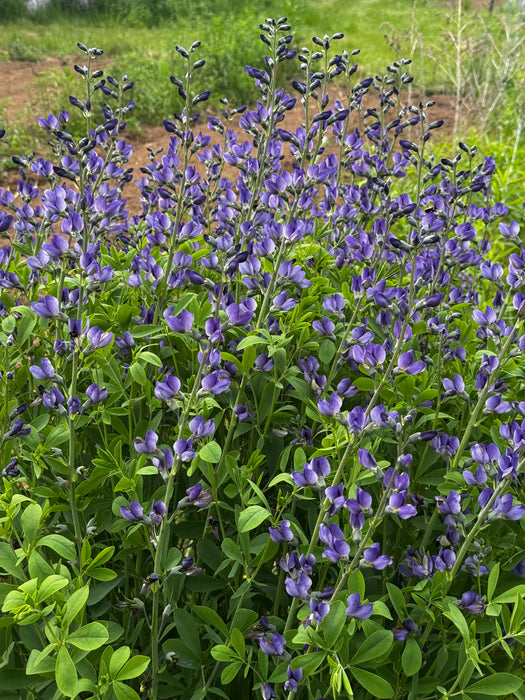 Blue Wild Indigo