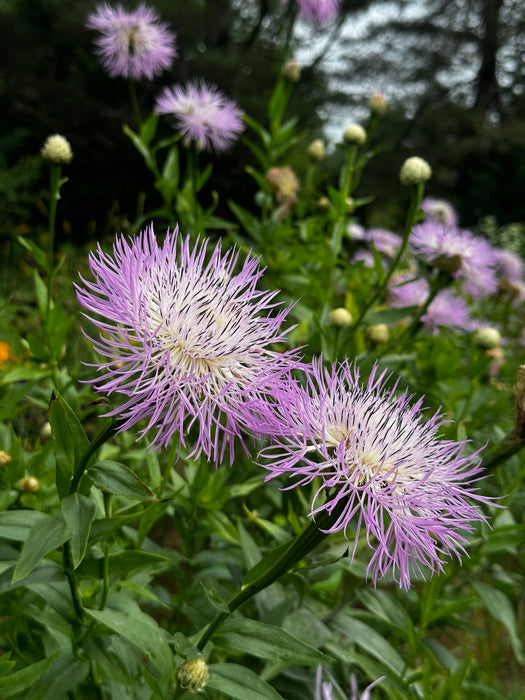 Basket Flower (Centaurea americana)