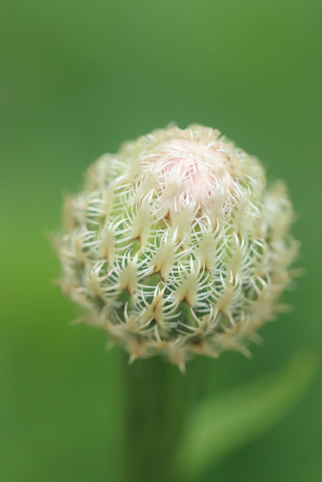 Basket Flower (Centaurea americana)