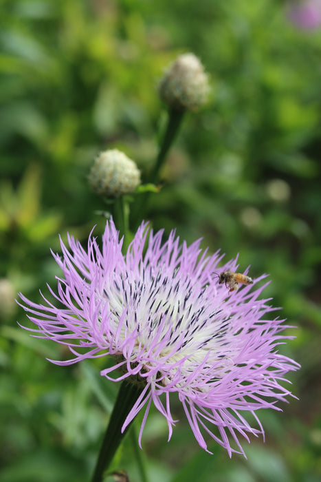 Basket Flower (Centaurea americana)