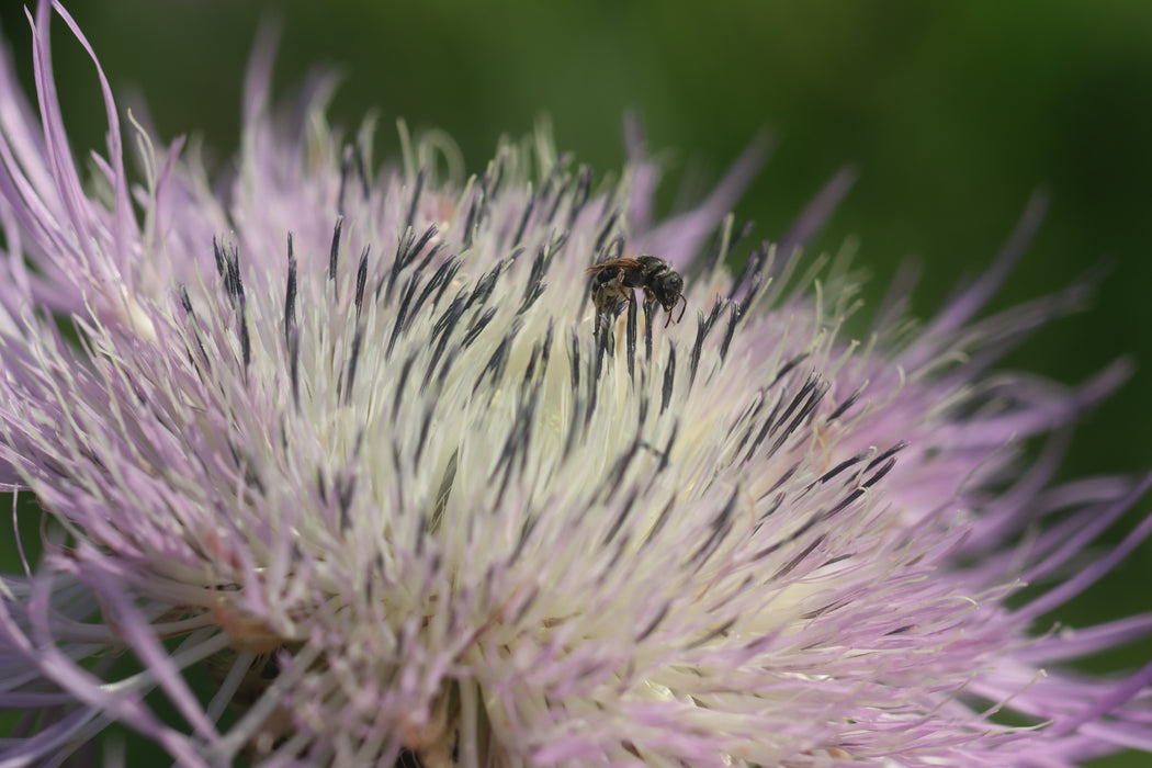 Basket Flower (Centaurea americana)