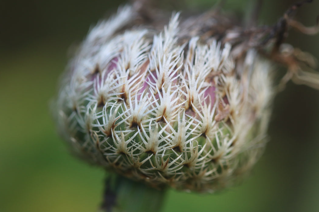 Basket Flower (Centaurea americana)