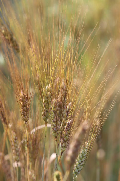 Black Eagle Wheat