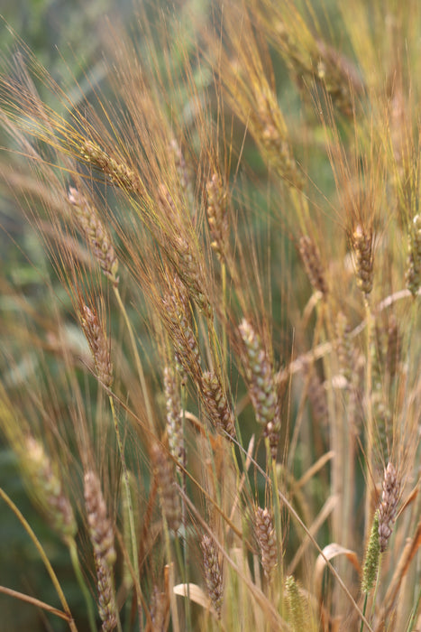 Black Eagle Wheat