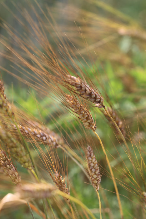 Black Eagle Wheat