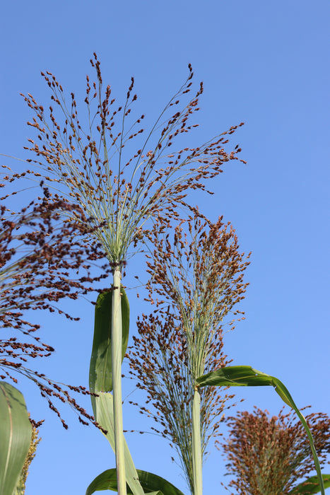 Black Hungarian Broomcorn