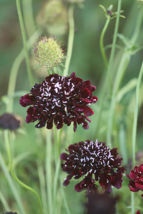 Black Knight Scabiosa