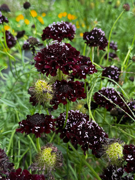 Black Knight Scabiosa