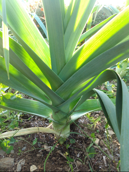 Bleu de Solaize Leek
