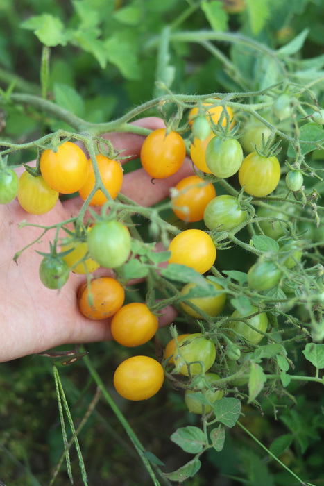 Germination Seeds: 50 - Seeds: Blondkopfchen Organic Tomato Seeds - AKA Germination Seeds: 50 - Seeds: Blondkopfchen Organic Tomato Seeds - AKA