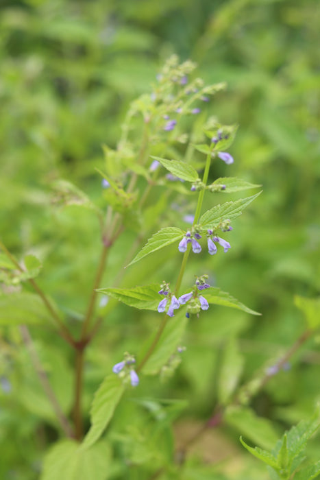 Blue Scullcap