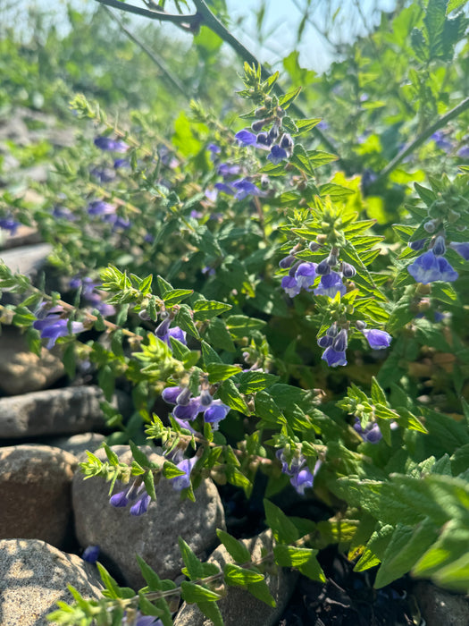 Blue Scullcap