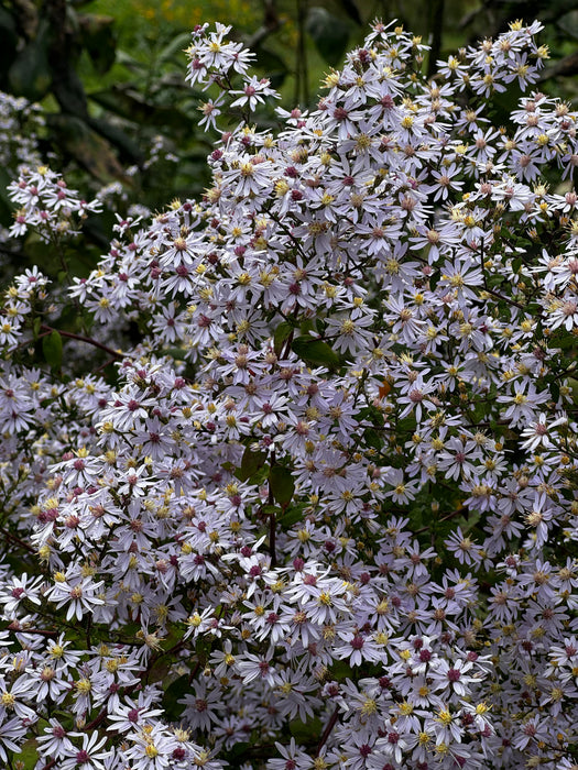 Blue Wood Aster