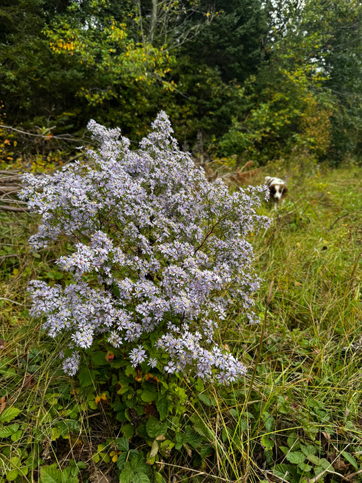 Blue Wood Aster