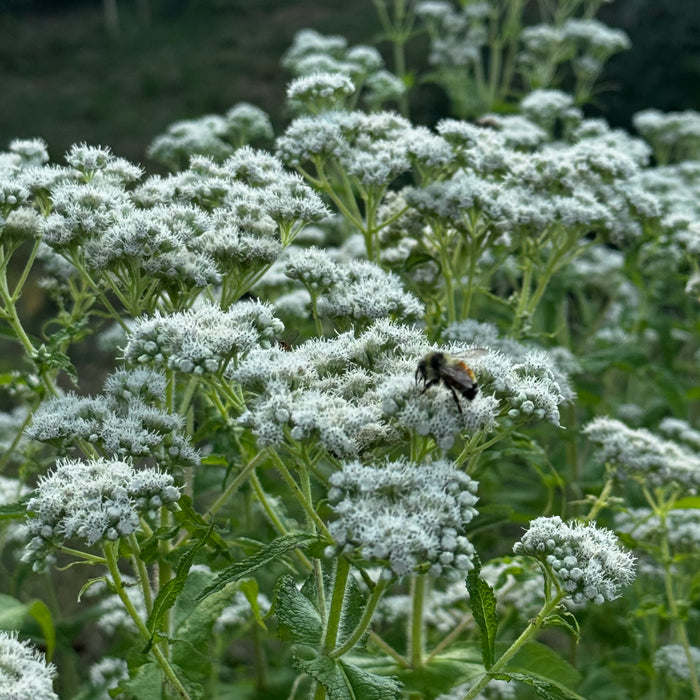 Boneset