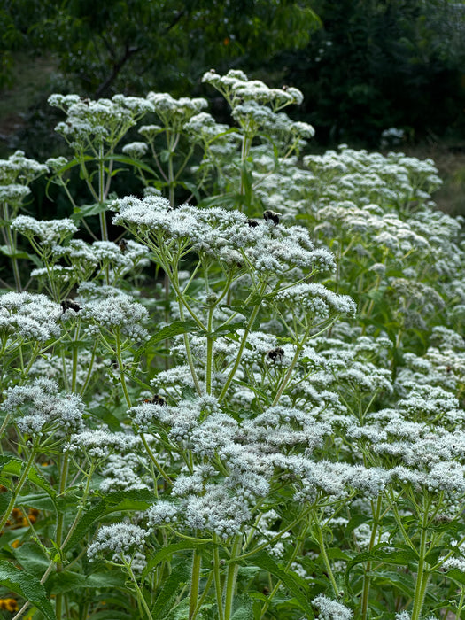 Native Boneset Boneset Seeds (Eupatorium perfoliatum) — Annapolis Seeds