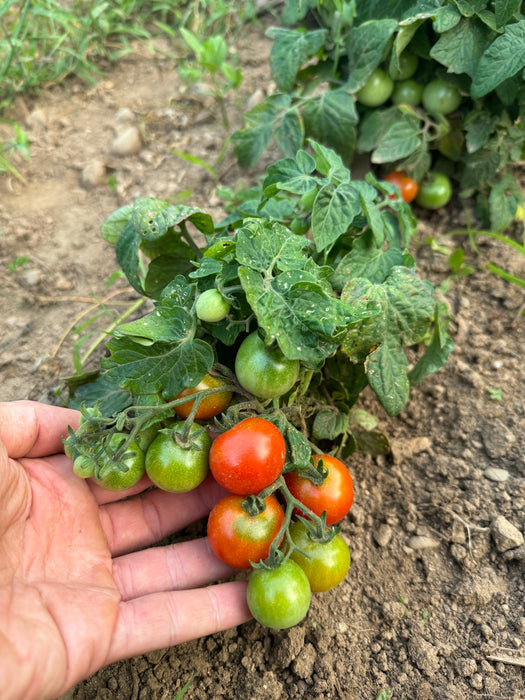 Bonsai Micro Tomato