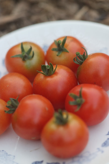 Bonsai Micro Tomato