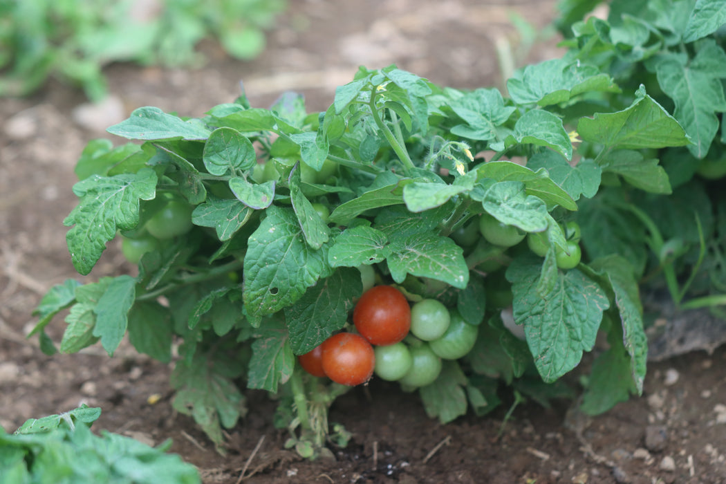 Bonsai Micro Tomato