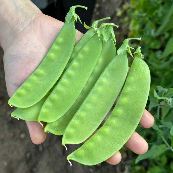 Brazilian Snow Pea