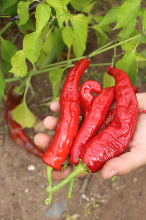 Buena Mulata Hot Pepper