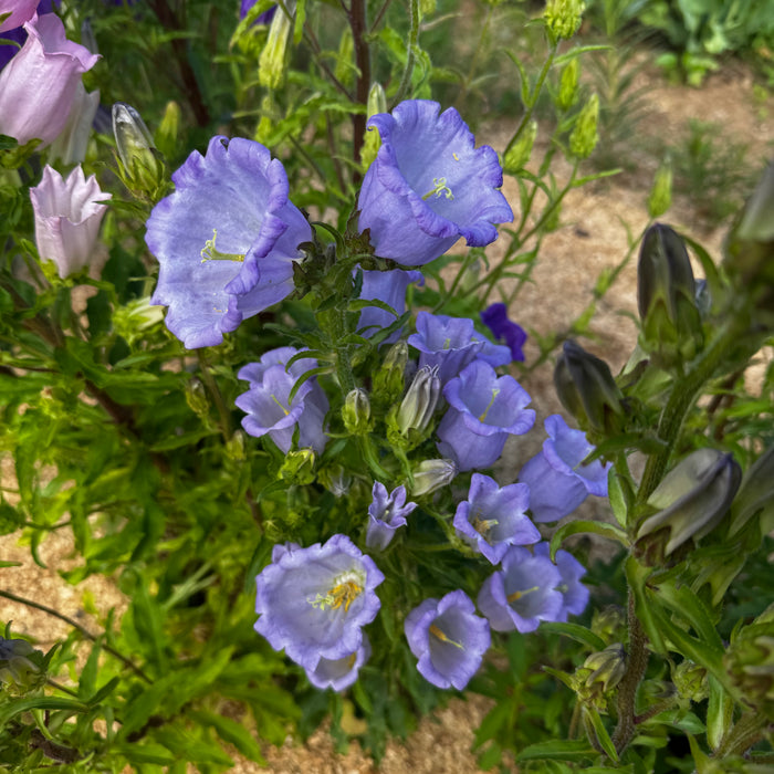 Canterbury Bells