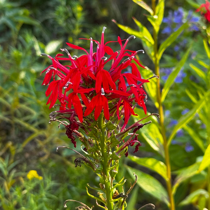 Cardinal Flower