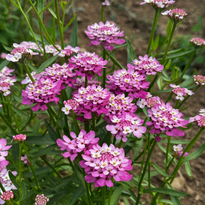 Cardinal Rose Iberis