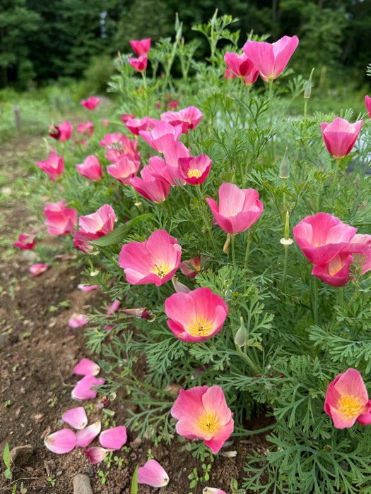 Carmine King California Poppy