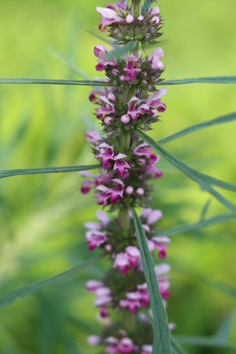 Chinese Motherwort