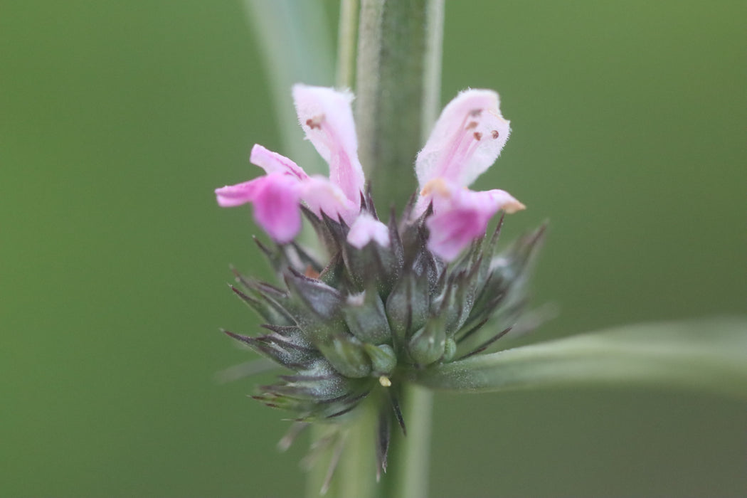 Chinese Motherwort