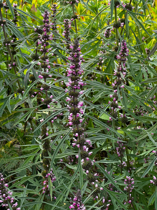 Chinese Motherwort