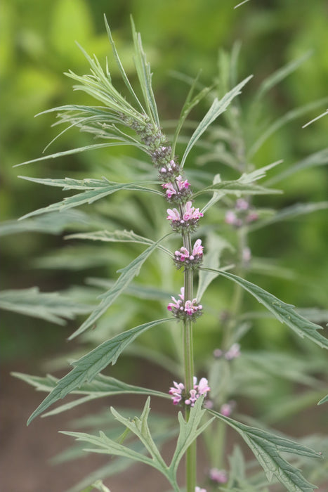 Chinese Motherwort