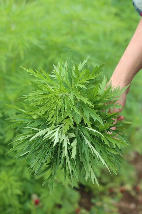 Chinese Motherwort