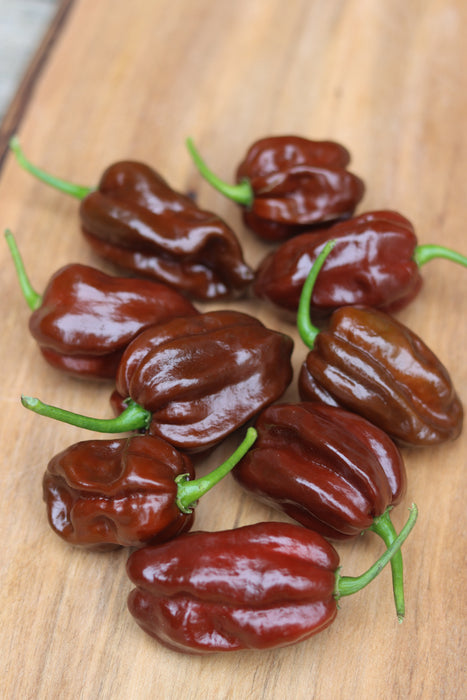 Chocolate Habanero Pepper