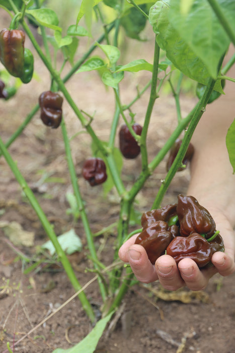 Chocolate Habanero Pepper